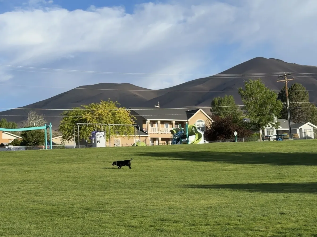 Ember, a black Lab, walking across a wide green lawn at a park in Winnemucca, Nevada, with a playground, houses and brown hills behind her.